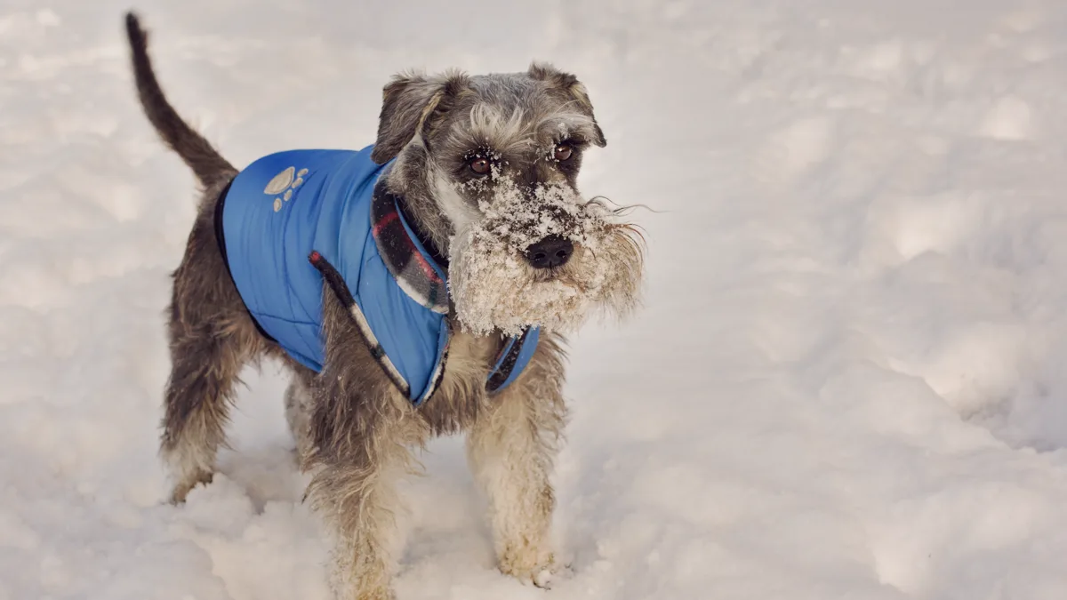 Dog Wearing Insulated Winter Jacket for Cold Weather Walking A dog wearing an insulated winter jacket for cold weather dog walking