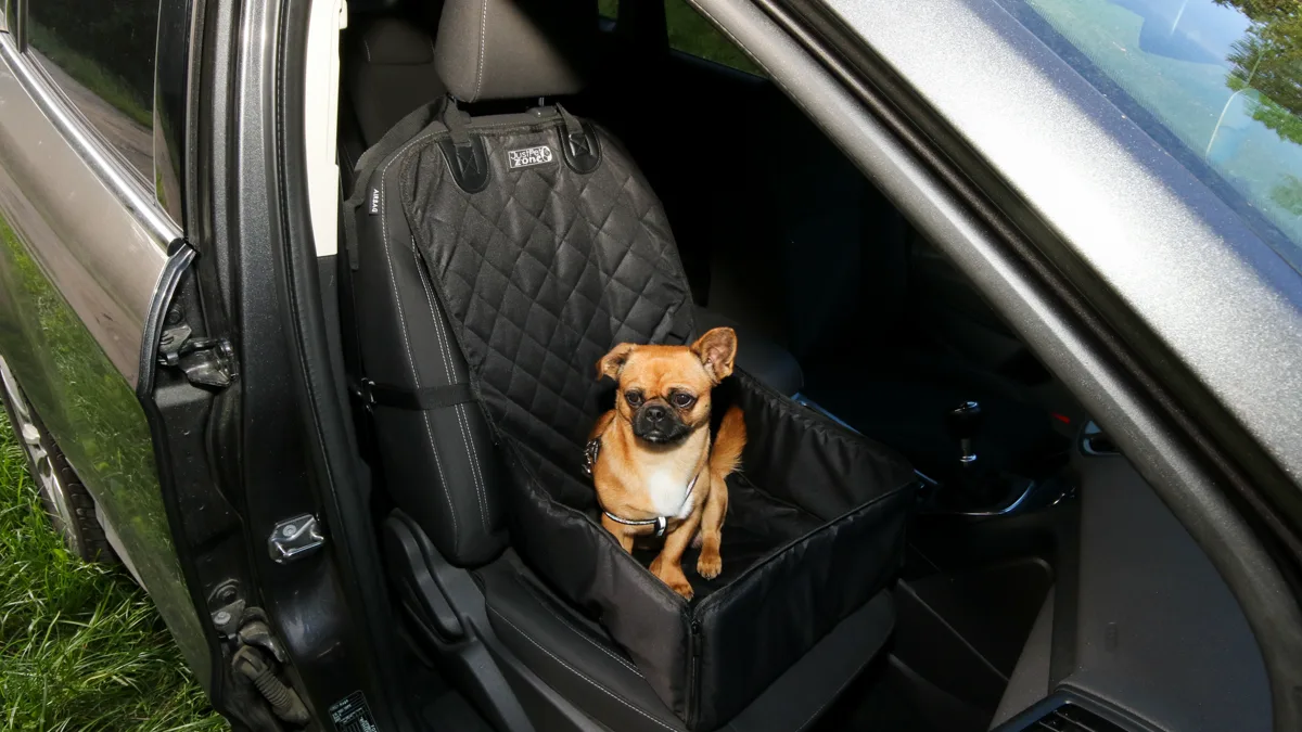 A canine secured in the rear vehicle seat with a dedicated safety harness connected to the seatbelt