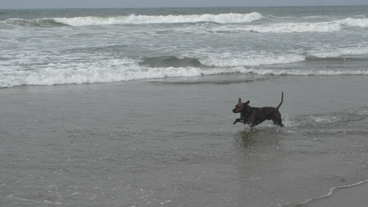 Dog Running Near Ocean Surf with Supervision A dog running near the ocean surf with active handler supervision