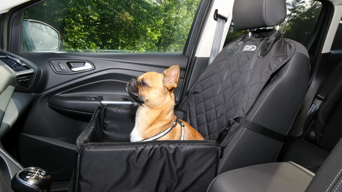 A small dog in a vehicle wearing a travel safety harness and seatbelt
