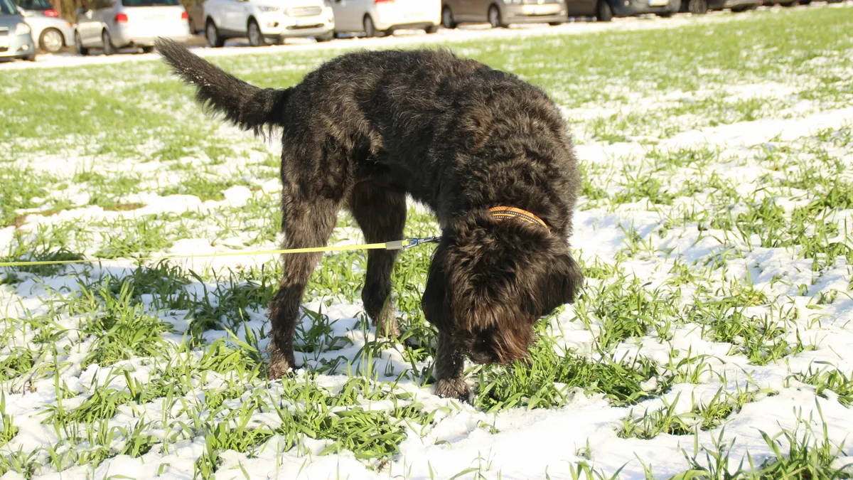 Active Leashed Dog Navigating Deep Snow on Winter Trail An active leashed dog navigating deep snow on a winter trail walk