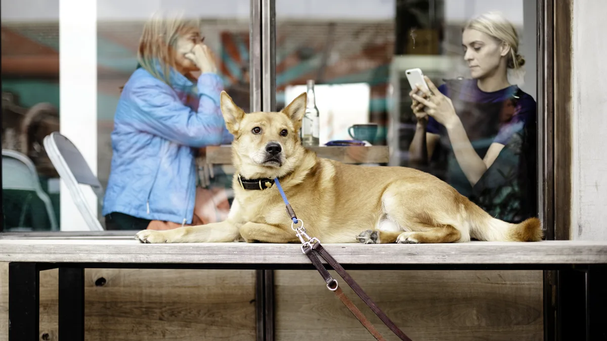 A dog sitting obediently on leash outside a modern coffee shop terrace