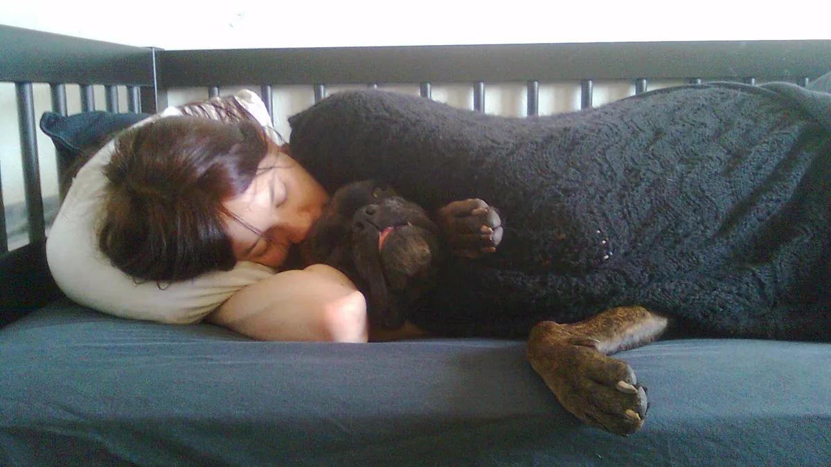 Traveler and Dog Resting in Pet Friendly Hotel Room A traveler resting with a canine companion inside a pet friendly hotel room