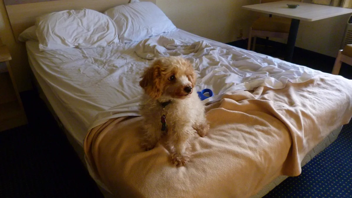 Canine Resting on Bed Inside Pet Friendly Hotel Guest Room A canine resting on a bed inside a pet friendly hotel guest room