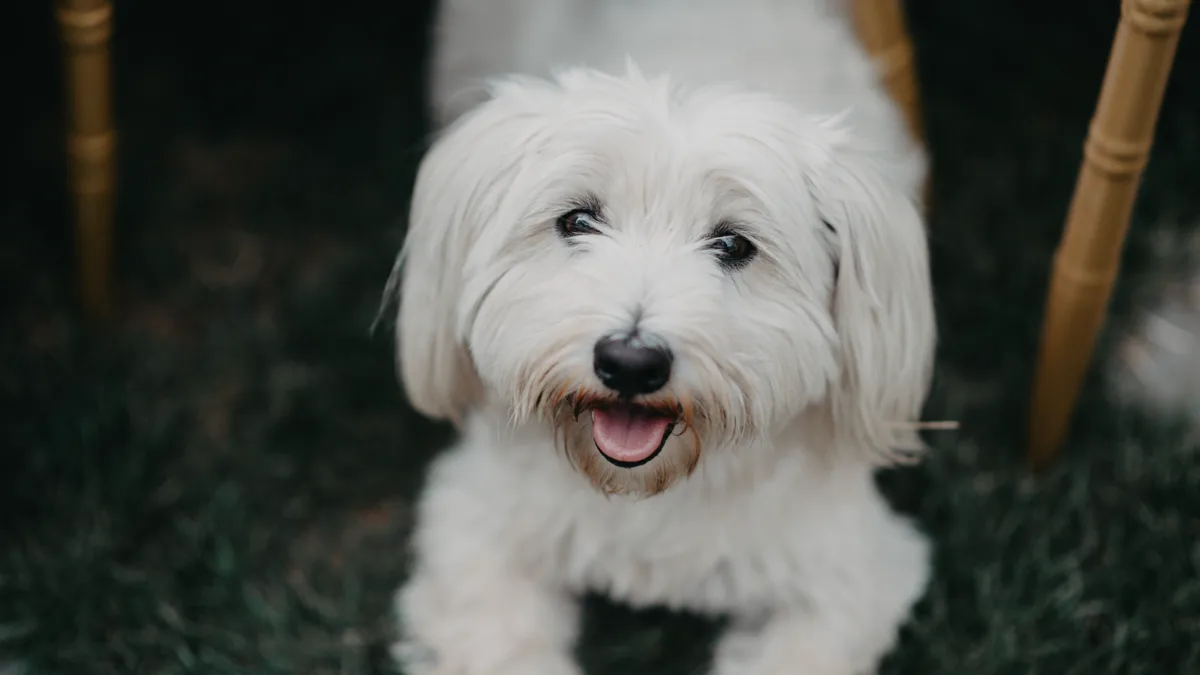 A white dog resting calmly underneath a patio table at dog friendly restaurants
