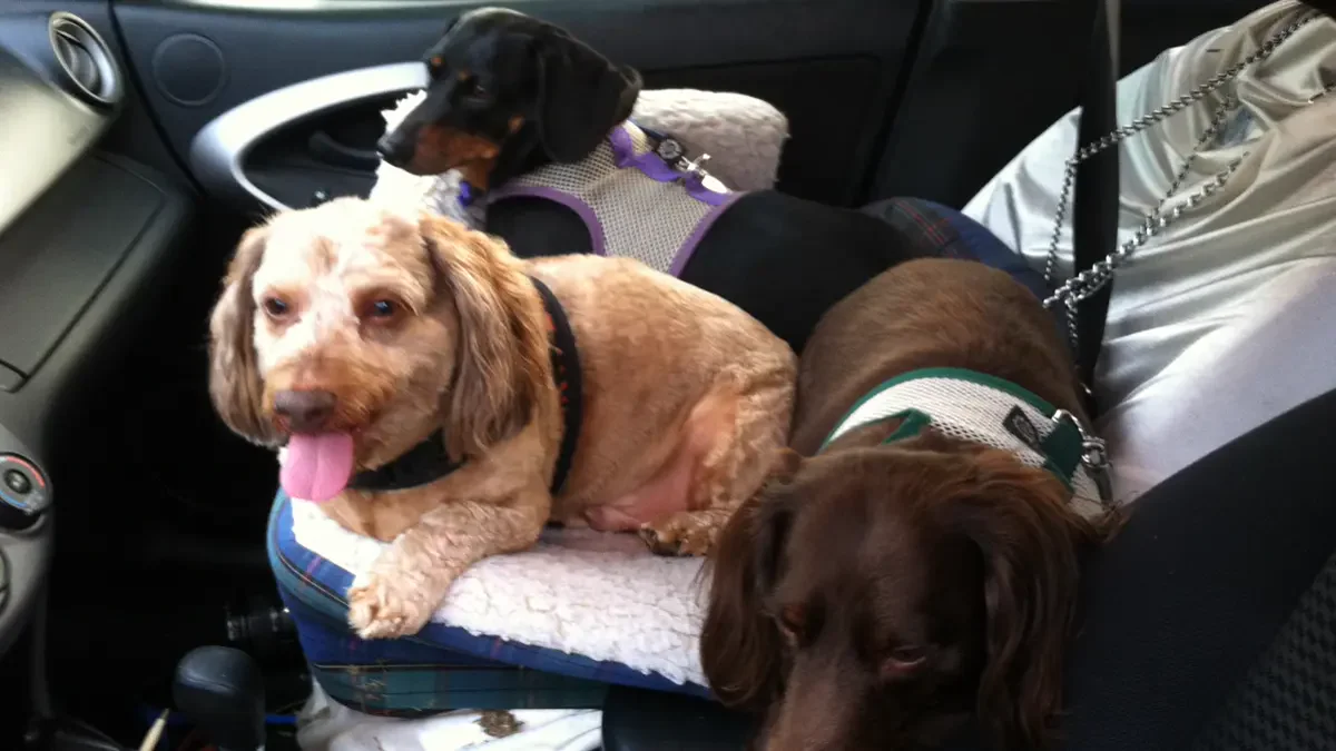 Organized canine travel gear and provisions arranged before a dog friendly road trip