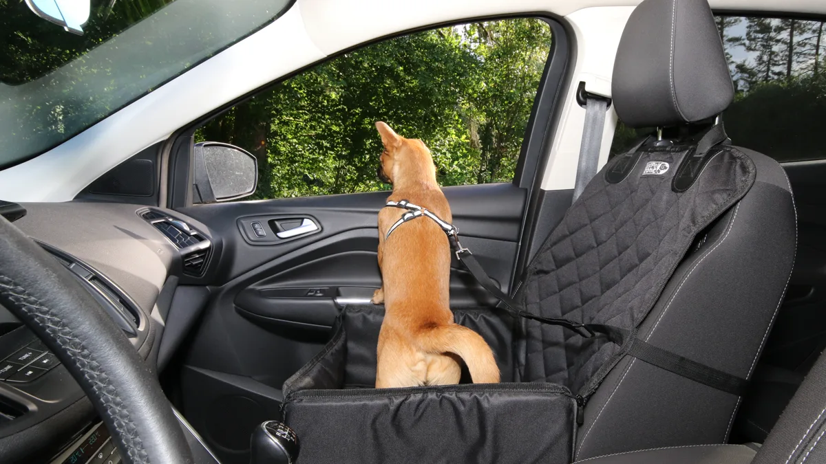 Small Dog Looking Out of Parked Car Window A small dog looking out of an open car window in a parked vehicle