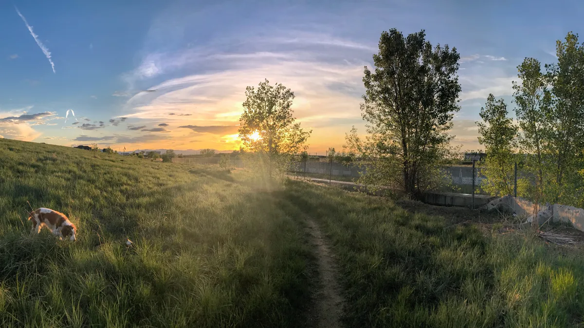 A dog walking at sunset to avoid hot summer pavement temperatures