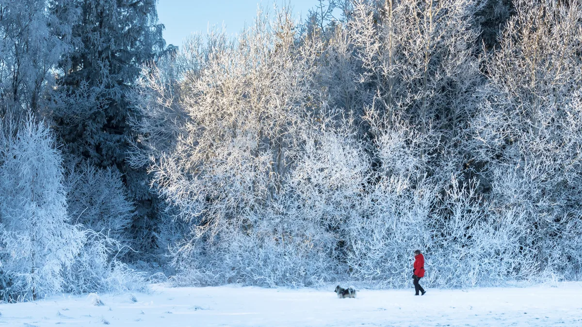 A dog walker with a leashed dog walking on a designated forest hiking track