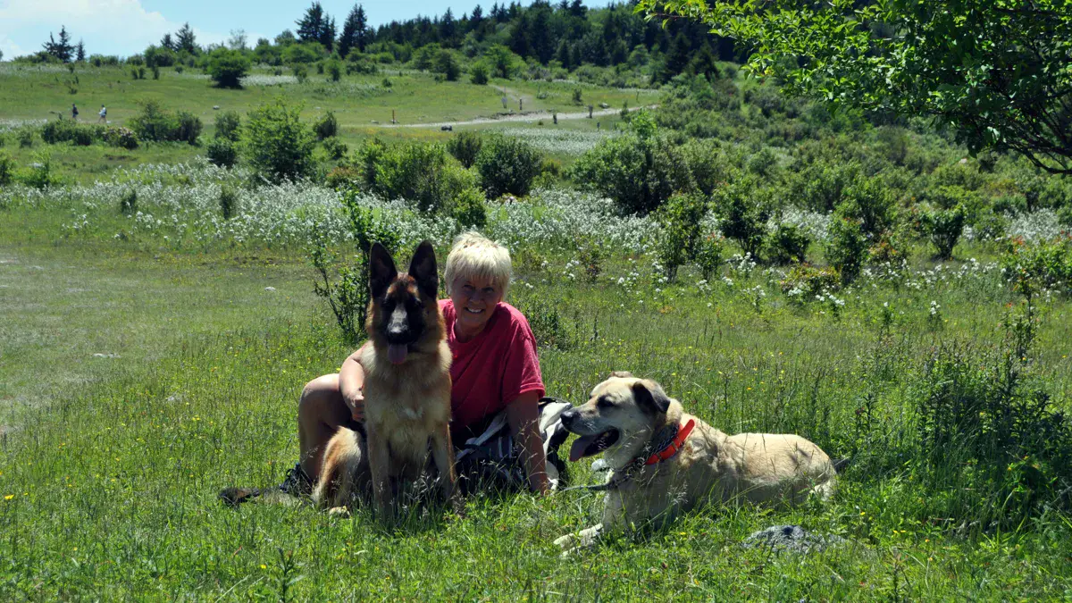 Dog Exploring Mountain Trail Terrain on Rocky High Ground A dog exploring rocky alpine trails equipped with hiking with dog essentials