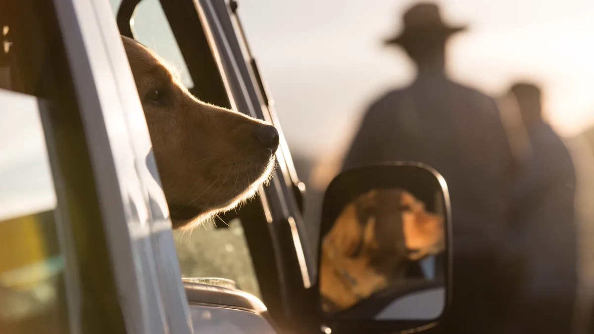 Dog Looking Out of Car Window in Hot Sunny Environment A dog looking out of a vehicle window in a hot arid desert environment