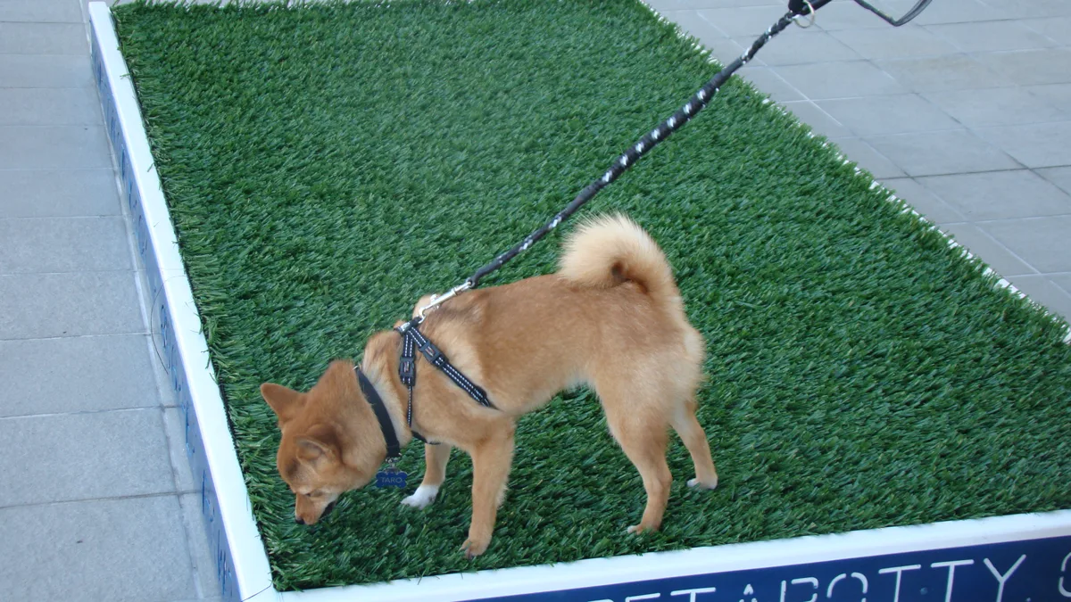 Dog Enjoying Outdoor Patio Amenities at Pet Friendly Hotel A dog enjoying outdoor patio amenities provided by a pet friendly boutique hotel