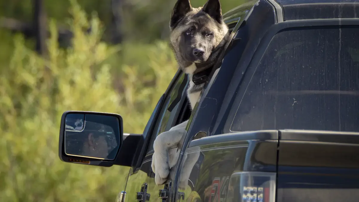 Road Trip with Dog: Complete Travel Checklist and Car Safety