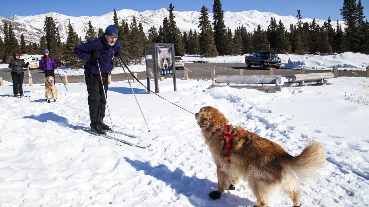 Trail Dog Wearing Protective Booties A working trail dog wearing protective dog boots for hiking on snowy mountain terrain