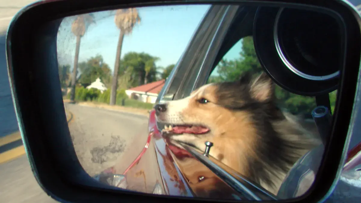 A dog resting calmly in the back seat secured with a crash-tested travel harness while traveling with a dog in a car